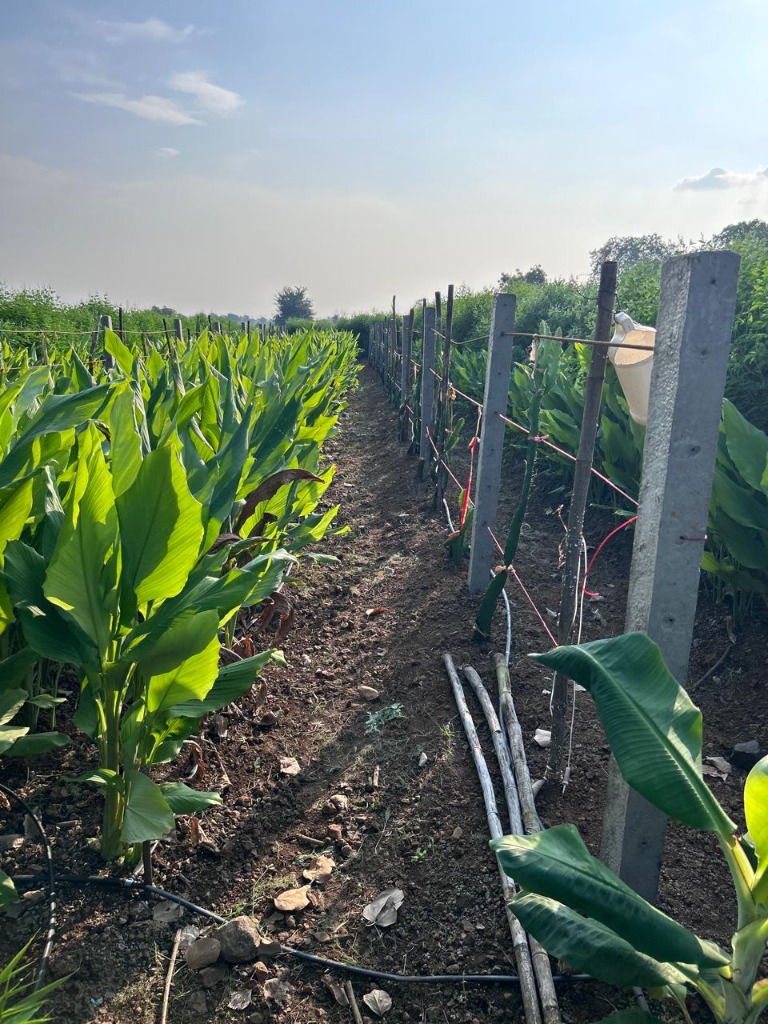 Our farmers at work